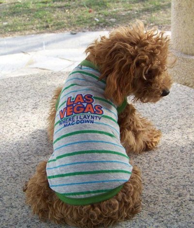 Fashion Dogs on Dog Clothes  Dog S Vest  Dog Summer Wear  Puppy Clothes  Size Xs  M