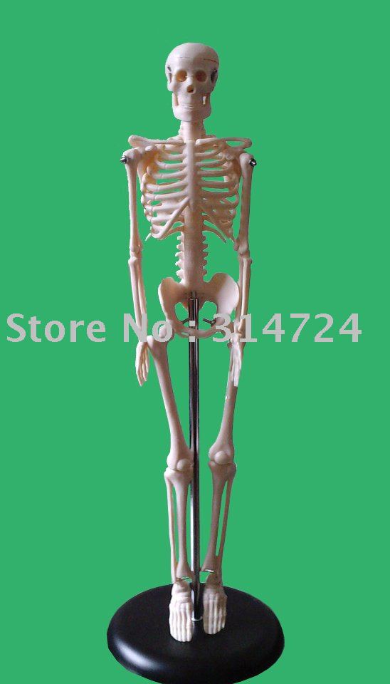 human skeleton model. Buy skeleton, human skeleton,