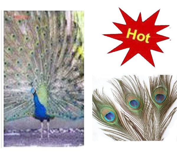 peacock featherHot sale use for weddingparty decorationjewelry making 