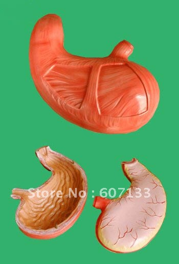 Buy stomach model, anatomical stomach, human stomach, Stomach ... Buy stomach model, anatomical stomach, human stomach, Stomach ...