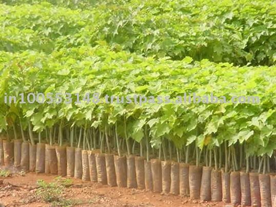 Jatropha Curcas Seedlings In Bulk